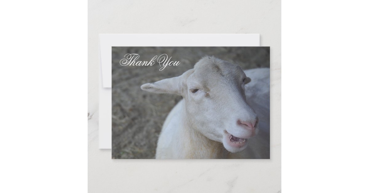 Custom Sheep Thank You Card | Zazzle