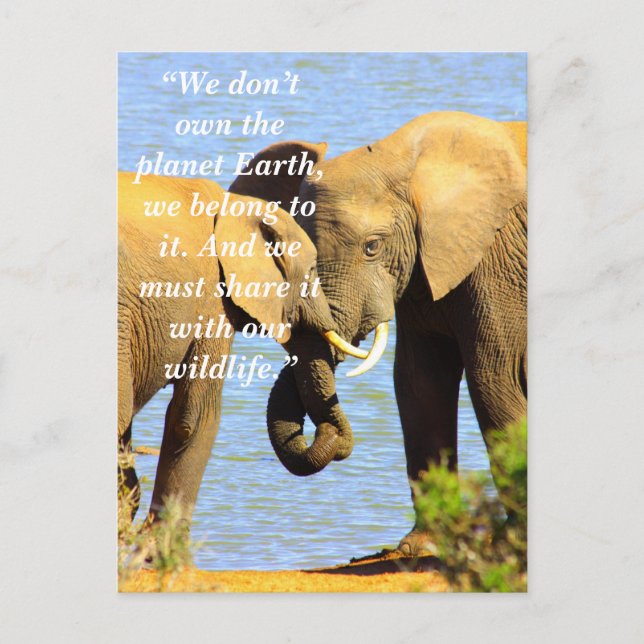 Custom Slogan/Conservation Elephant Love Holiday Postcard (Front)