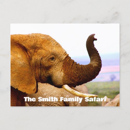 Custom Text African Elephant Scents Postcard