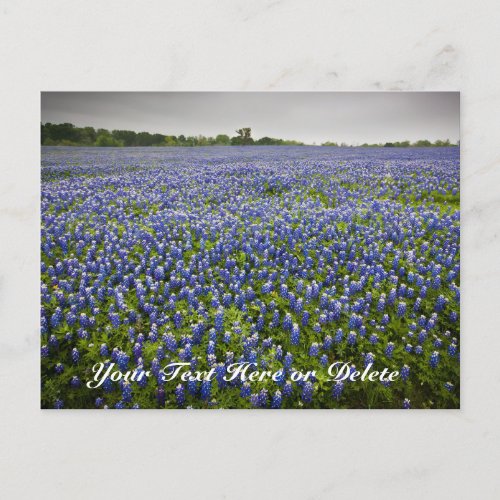 Custom Text Blue Spring Bluebonnets Texas Flower Postcard