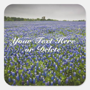 Custom Text Blue Spring Bluebonnets Texas Flower Square Sticker