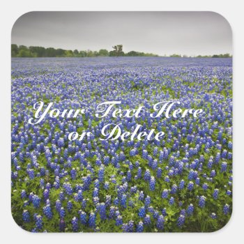 Custom Text Blue Spring Bluebonnets Texas Flower Square Sticker by GalXC_Designs at Zazzle