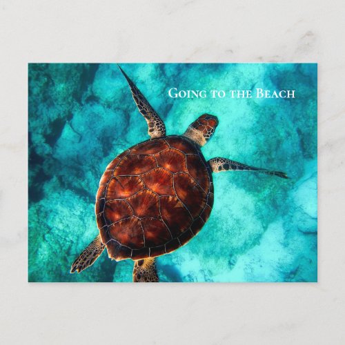 Custom Text Large Sea Turtle Tropical Blue Waters Postcard