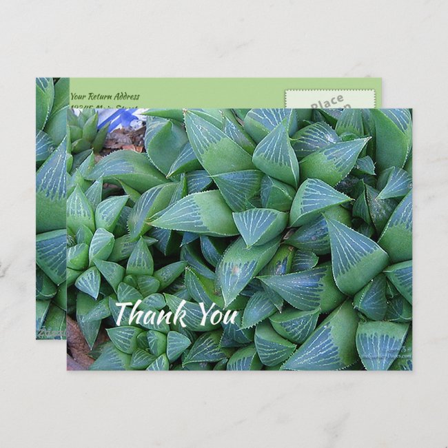 Custom Thank You Green Succulent Plant Postcard