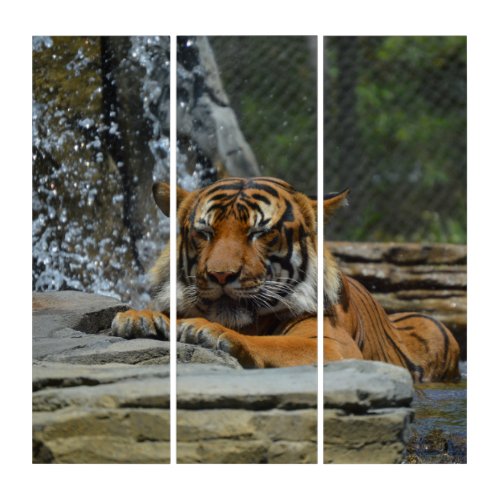 Custom Tiger Relaxing in Waterfall Triptych 