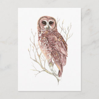 Custom Watercolor Owl, Bird, Nature, Wildlife Postcard