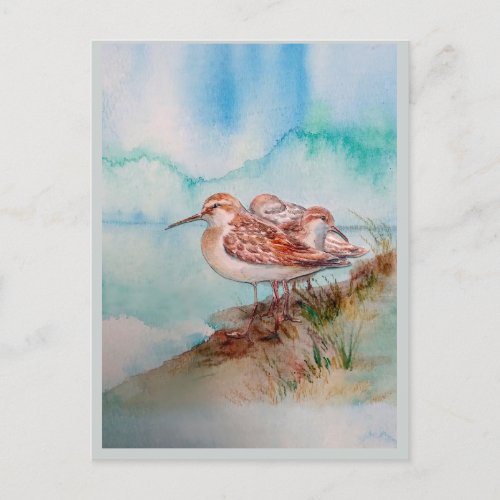 Custom Watercolor Sandpiper Shore Beach Bird Art  Postcard