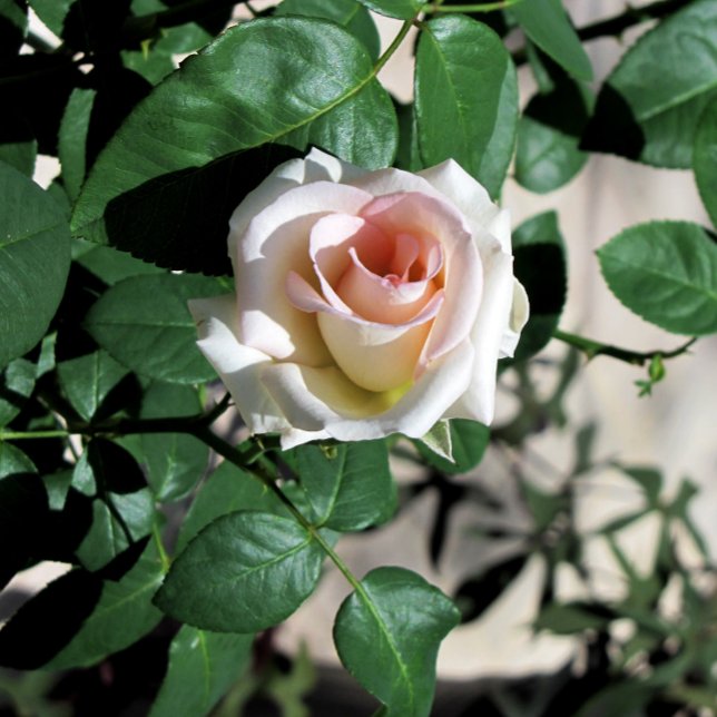 Custom White Rose Pink Center Glass Paperweight (Creator Uploaded)
