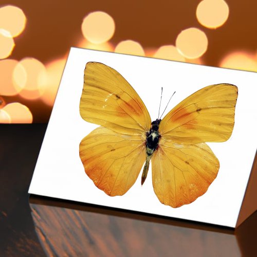  Custom Yellow Butterfly Vinyl  Sticker