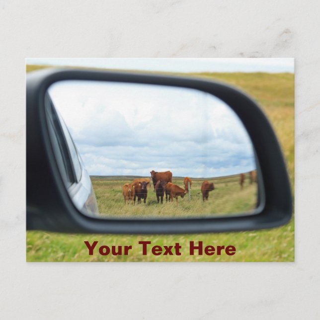 Customisable cows in the mirror postcard (Front)