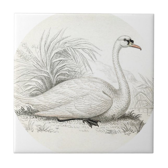 Customise stunning vintage art shabbychic swan ceramic tile (Front)