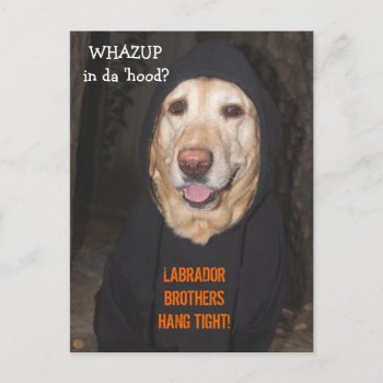 Customizable 90 Lb. Lab In Hoodie Postcard by myrtieshuman at Zazzle