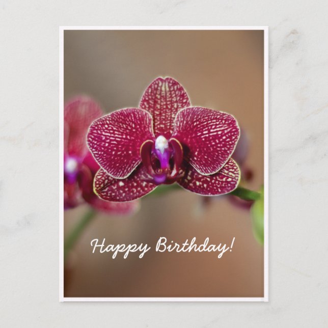 Customizable Beautiful Red Orchid Birthday Postcard (Front)