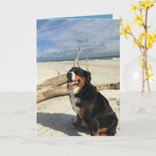 Customizable Bernese Mountain Dog Card