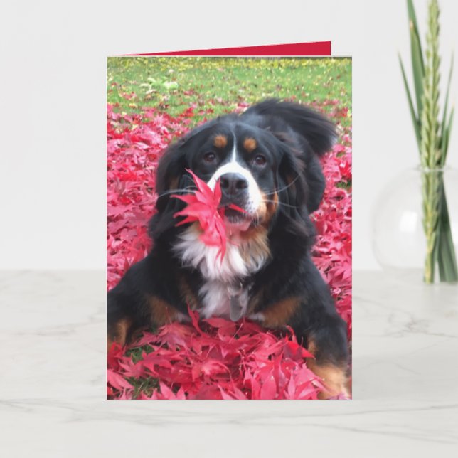 Customizable Bernese Mountain Dog Card (Front)