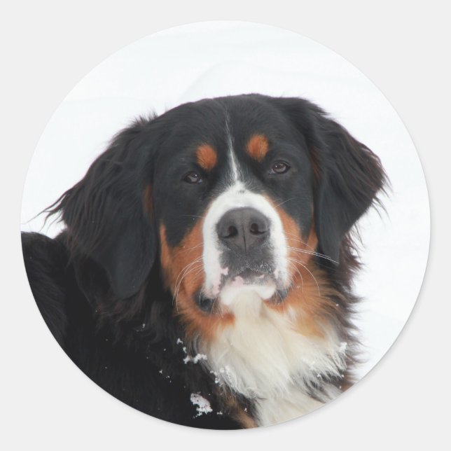 Customizable Bernese Mountain Dog Classic Round Sticker (Front)