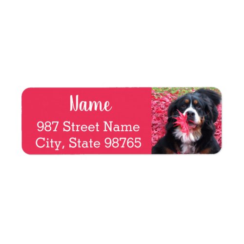 Customizable Bernese Mountain Dog Label
