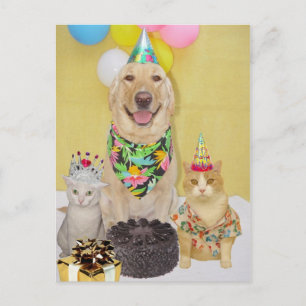 Customizable Birthday Greeting or Invitation Postcard