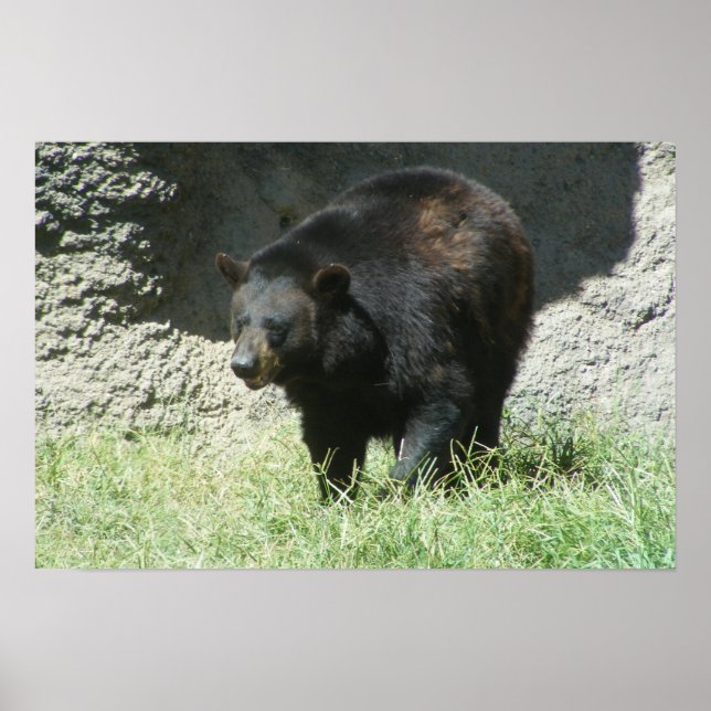 Customizable Black Bear Poster (Front)