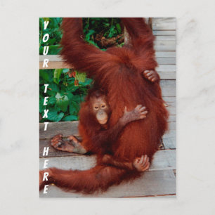 Customizable Borneo orangutan Postcard