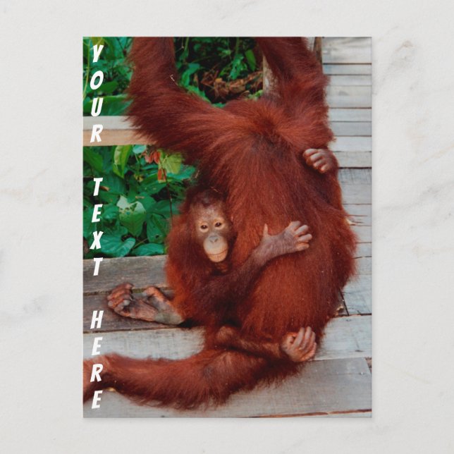 Customizable Borneo orangutan Postcard (Front)