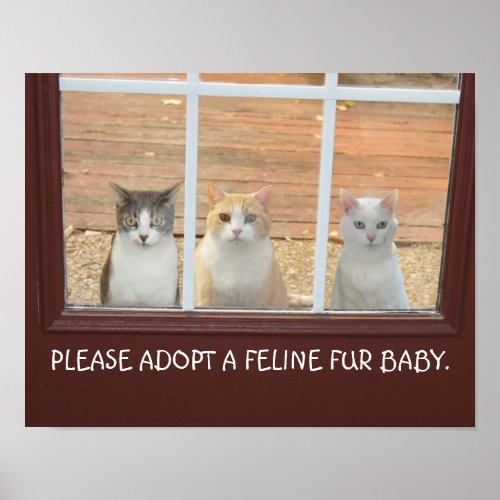 Customizable Cat Adoption Poster