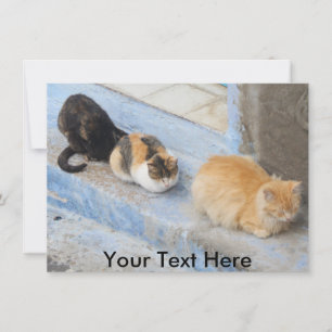 Customizable cats, Chefchaouen, Morocco card