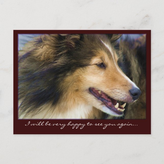 Customizable Collie Postcards (Front)