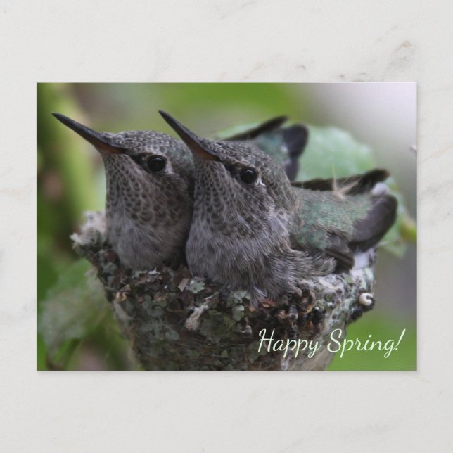 Customizable Cute Baby Hummingbirds Photo | Postcard (Front)