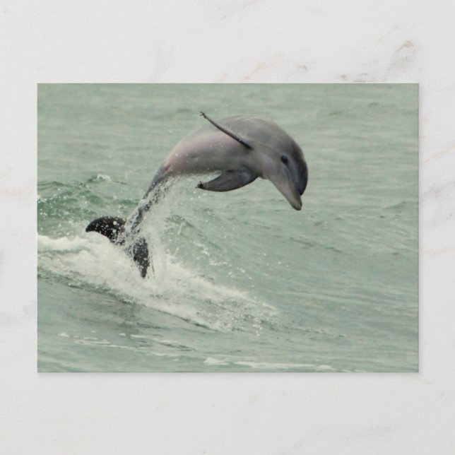 Customizable Dolphin Postcard (Front)