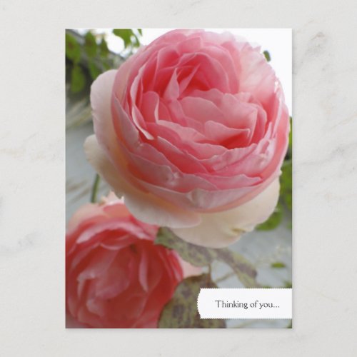 Customizable English Rose Garden Postcard