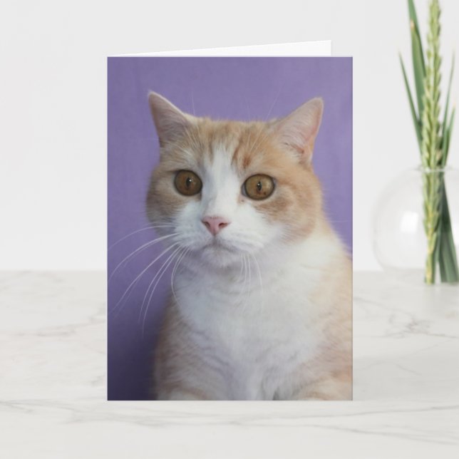 Customizable Funny Cat/Kitty Valentine Holiday Card (Front)