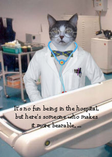 Customizable Funny Cats Kitties Get Well Card Customizable Funny Cats Kitties Get Well Card