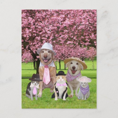 Customizable Funny Pet Pink Theme Postcard