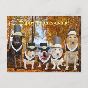 Customizable Funny Pilgrim Dogs Thanksgiving Post Holiday Postcard