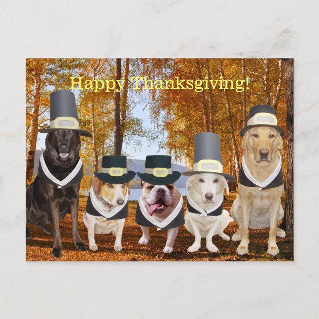 Customizable Funny Pilgrim Dogs Thanksgiving Post Holiday Postcard (Front)