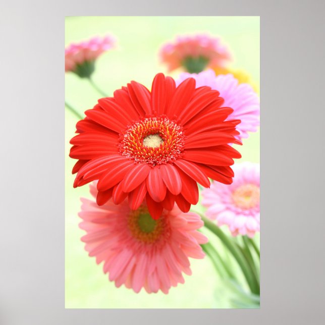 Customizable Gerber Daisies Poster Print (Front)