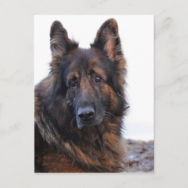 Customizable German Shepherd Dog Postcard (Front)