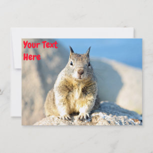 Customizable gray squirrel Card