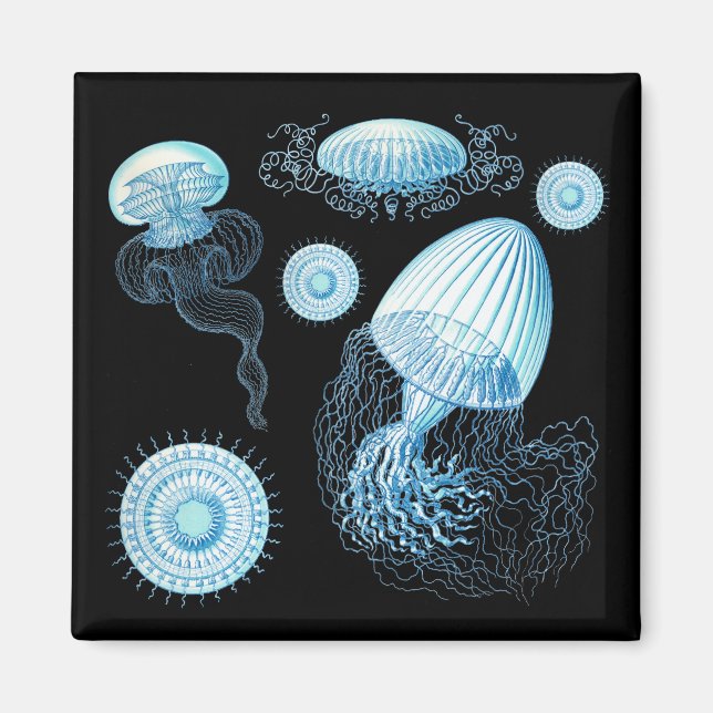 Customizable Haeckel Jellyfish Magnet (Front)