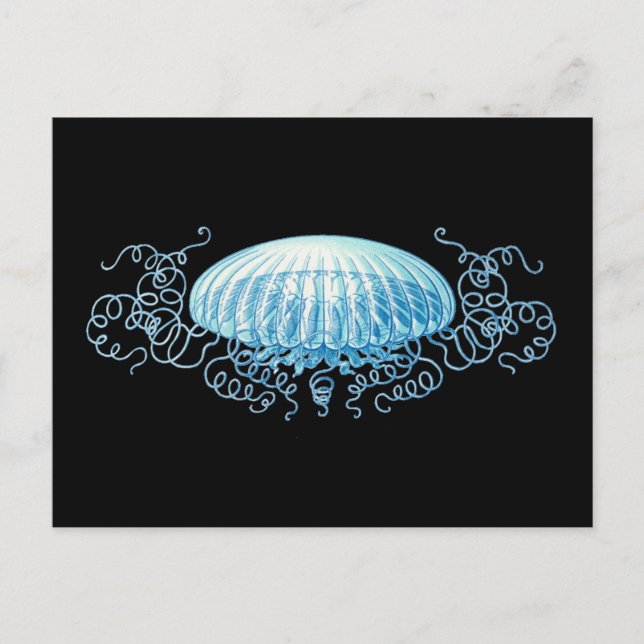 Customizable Haeckel Jellyfish Postcard (Front)