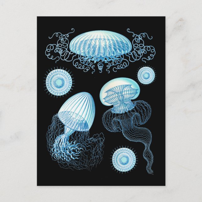 Customizable Haeckel Jellyfish Postcard (Front)