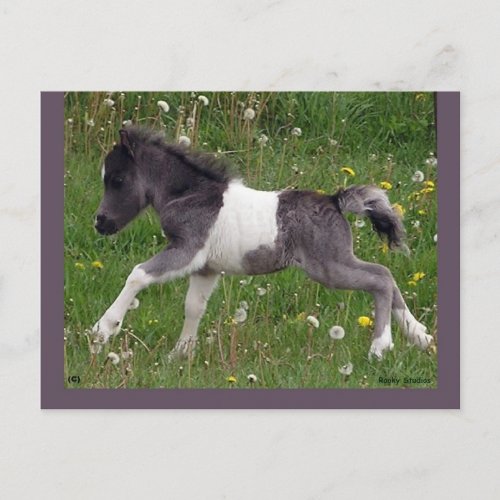 Customizable Horse Postcard 3