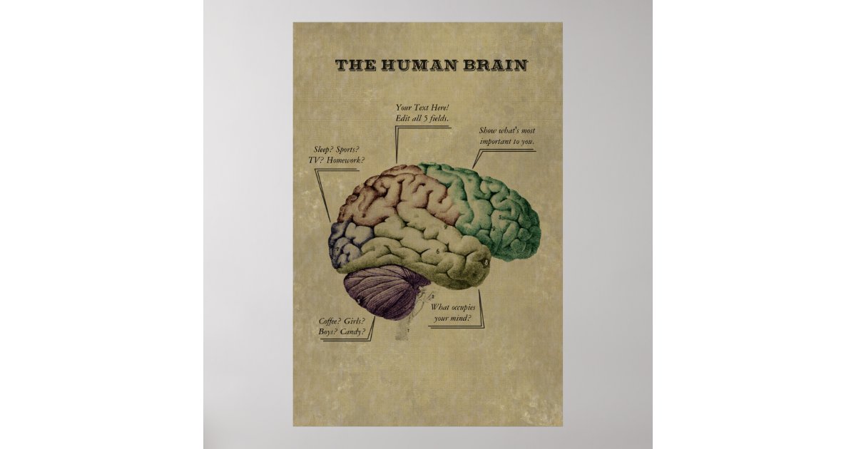 Customizable Human Brain Poster, edit the 5 labels Poster | Zazzle