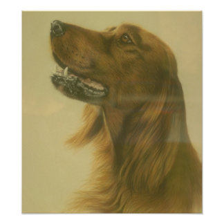 Customizable Irish Setter Art Poster