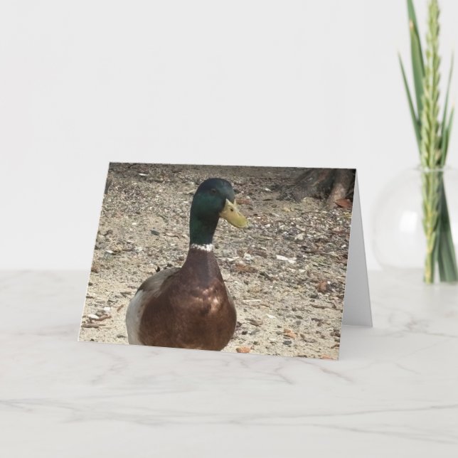 Customizable "Mallard Duck" Greeting Card (Front)