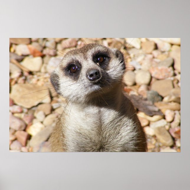 Customizable Meerkat Poster (Front)