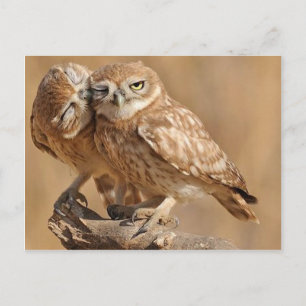 Customizable Owl Cards, Postcards, Stickers Postcard