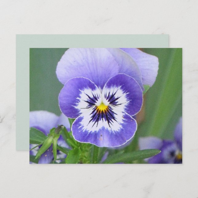 Customizable Pansy Postcard (Front/Back)
