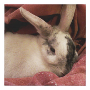 Customizable Pet Rabbit Portrait Faux Canvas Print